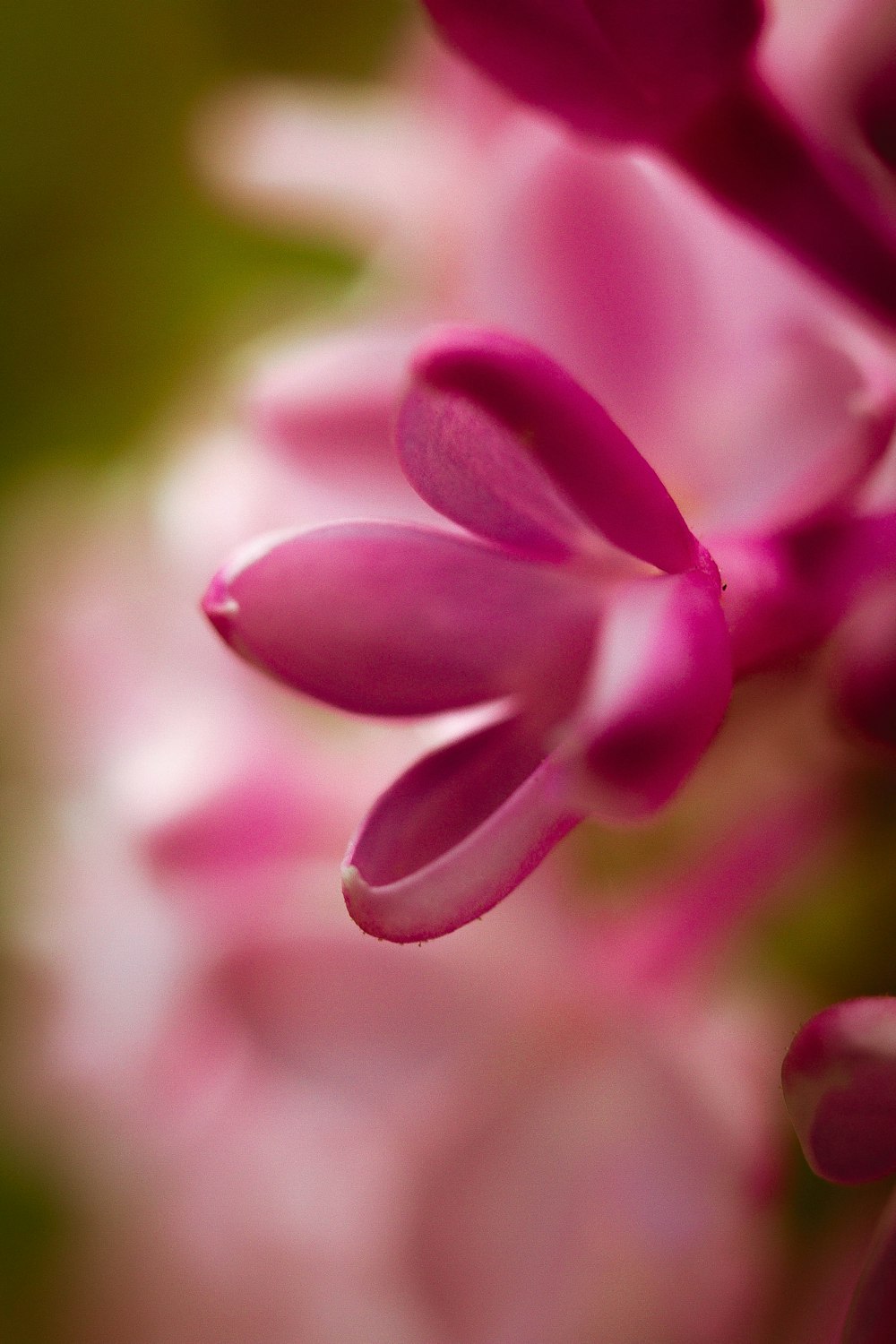 a close up view of a pink flower