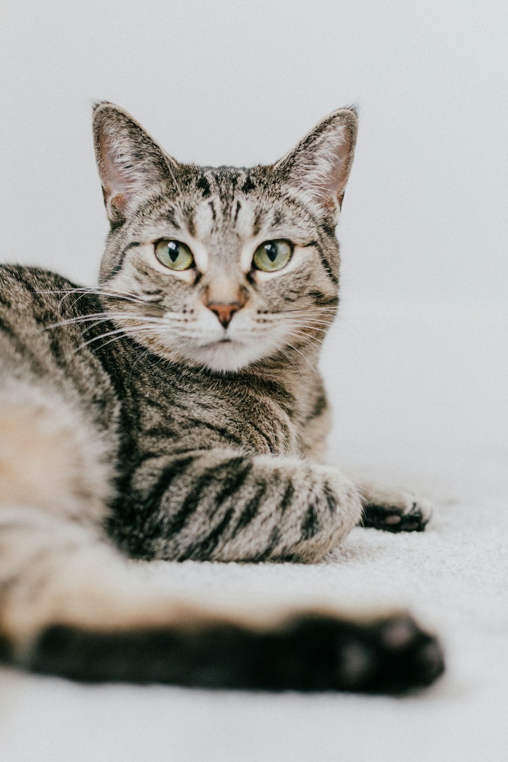 a cat laying on the floor looking at the camera