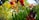 A vibrant garden featuring lush synthetic grass and colorful flowers.