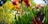 A vibrant garden with colorful flowers and neatly trimmed shrubs in a sunny backyard.