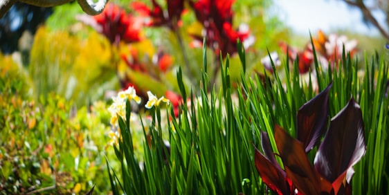 A vibrant garden in Madrid with freshly laid turf and blooming flowers under a sunny sky.