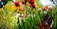 A vibrant garden with colorful flowers and neatly trimmed shrubs in a sunny backyard.