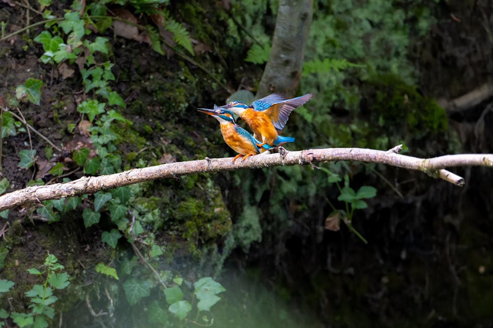 a couple of birds sitting on top of a tree branch