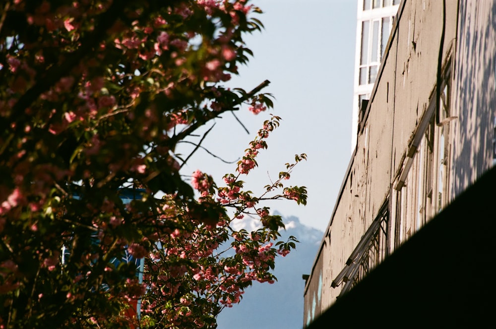 a tall building next to a tree with pink flowers