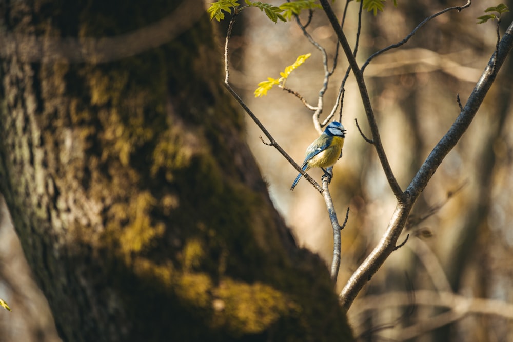 木の枝にとまる青と黄色の鳥