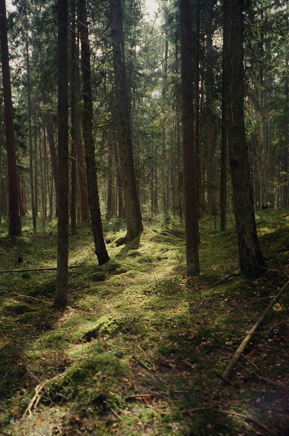 a forest filled with lots of tall trees