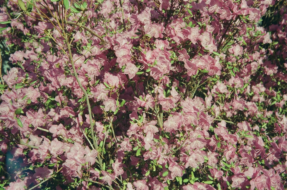 a bunch of flowers that are in the grass