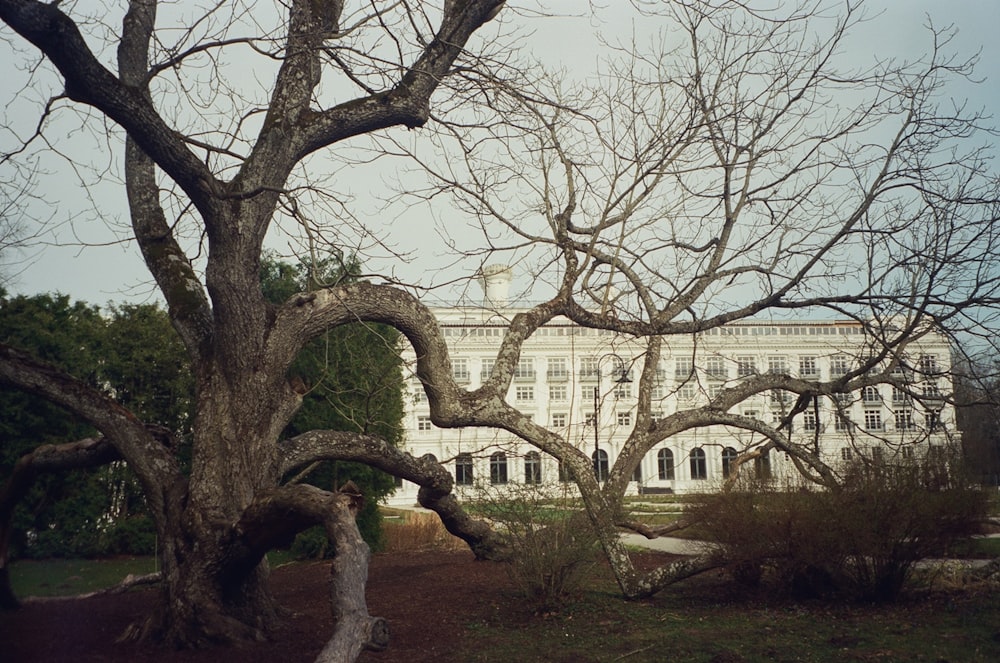 a large building with a large tree in front of it