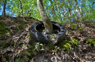 A tree is growing through an old, weathered tire that is partially embedded in a sloped, forest floor. The area is covered with green moss and fallen leaves, and the sunlight filters through the leaves above, casting dappled shadows on the ground.