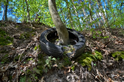 A tree is growing through an old, weathered tire that is partially embedded in a sloped, forest floor. The area is covered with green moss and fallen leaves, and the sunlight filters through the leaves above, casting dappled shadows on the ground.