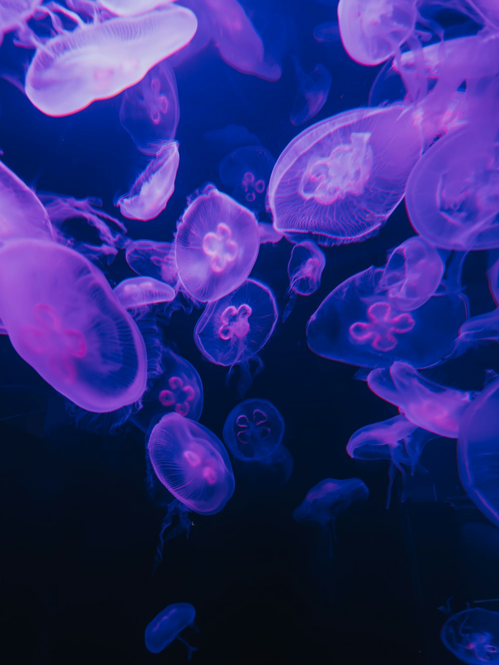 a bunch of jellyfish floating in the water