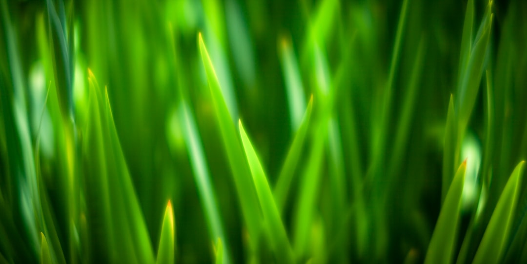 a close up view of green grass