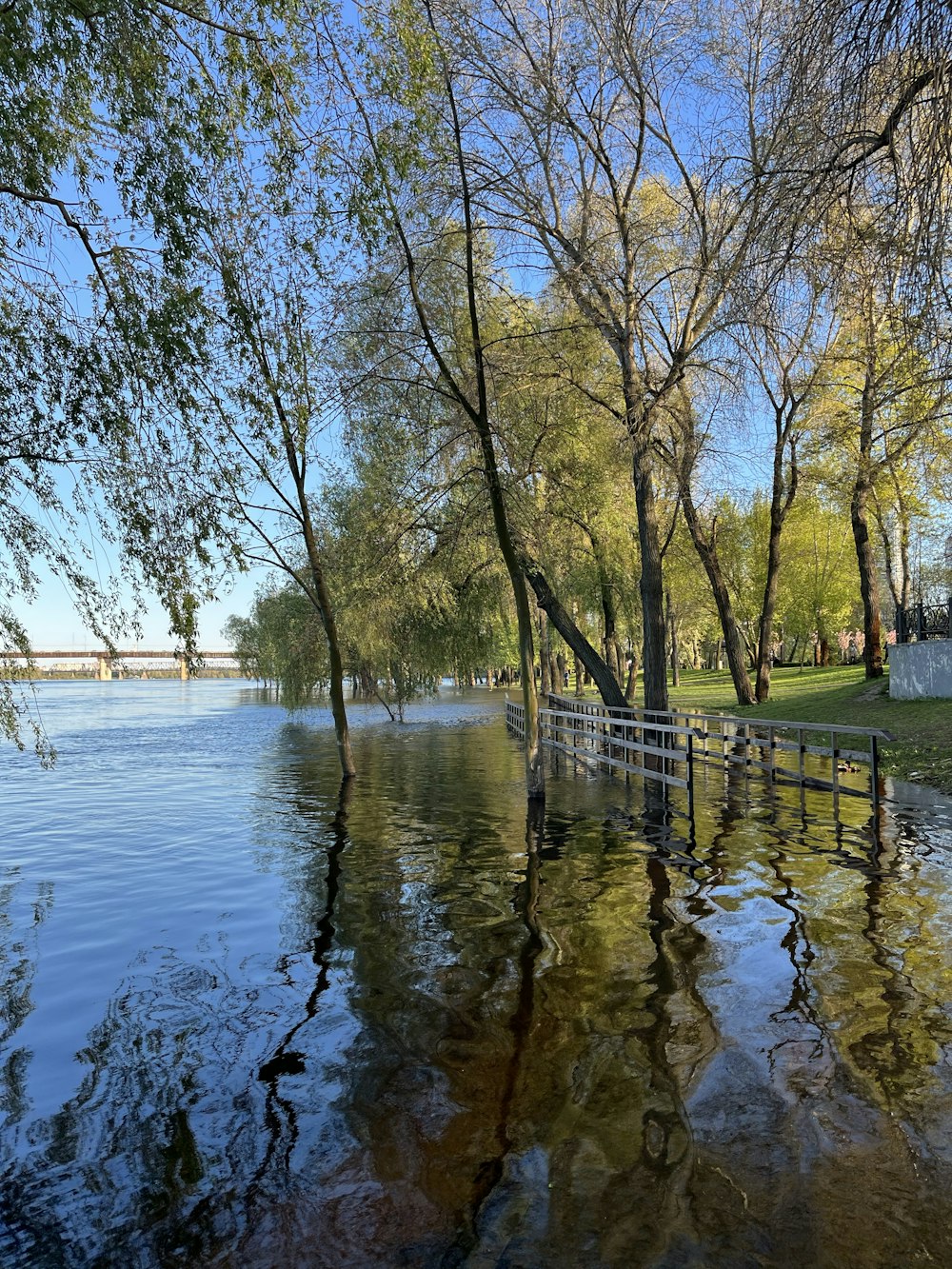 uno specchio d'acqua circondato da alberi e un ponte