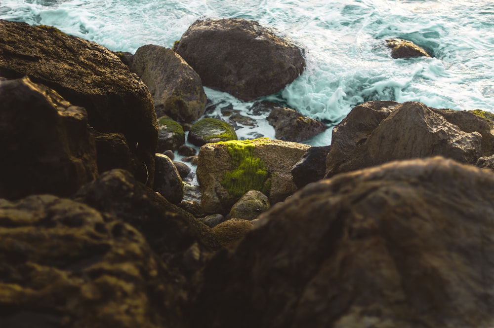 a bird is perched on some rocks by the ocean