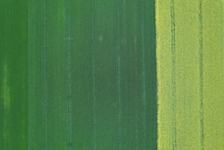 Close-up of a multispectral map showing crop vigor differences.