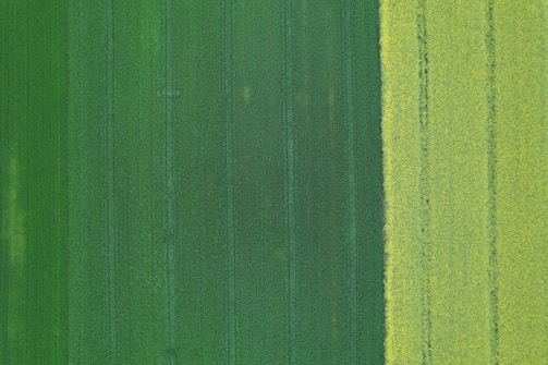 Close-up of a multispectral map showing crop vigor differences.