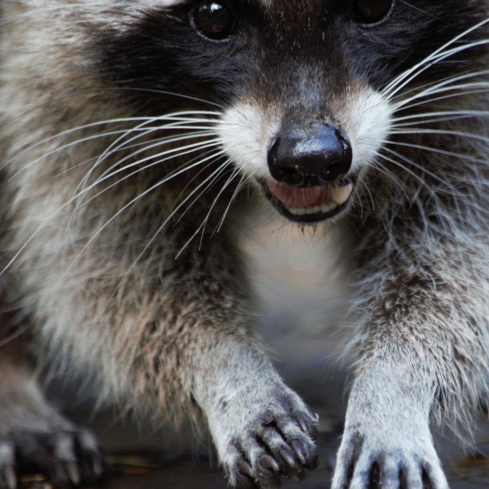 a raccoon standing on a rock looking at the camera