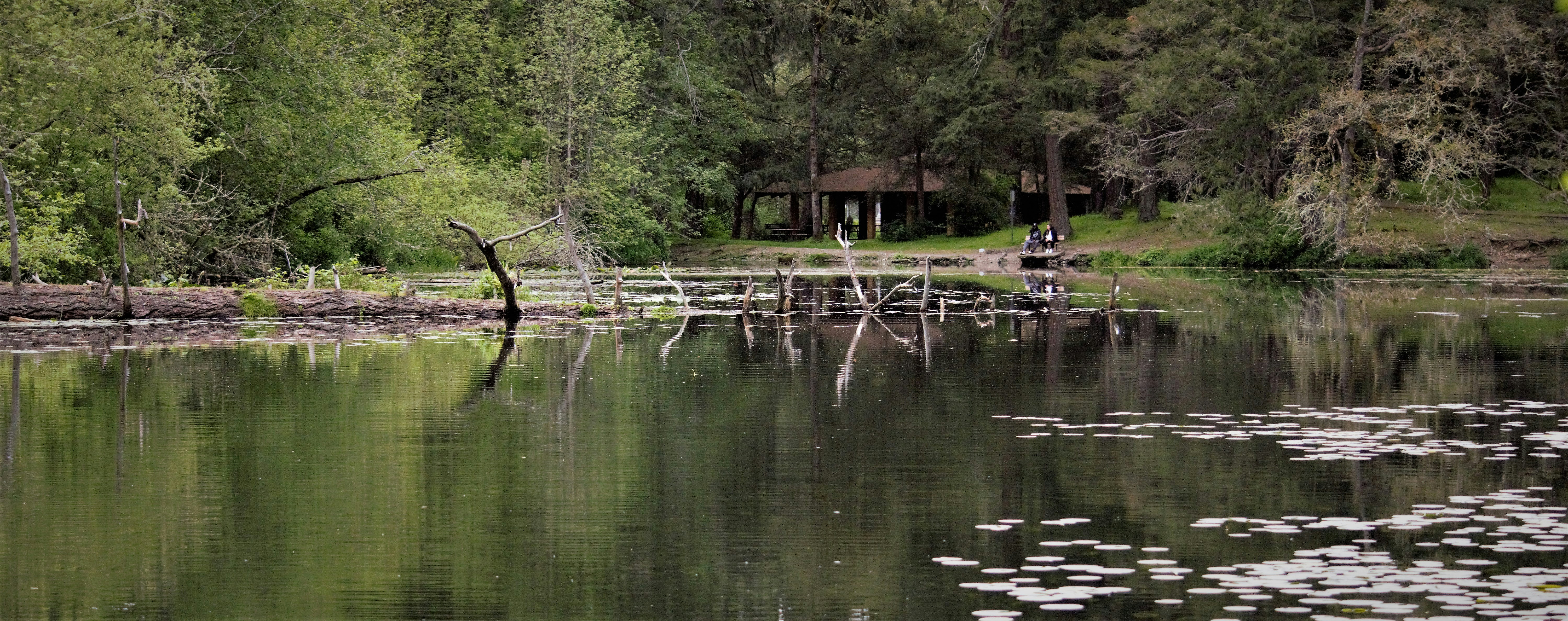 Pond with water lilies and an old jetty