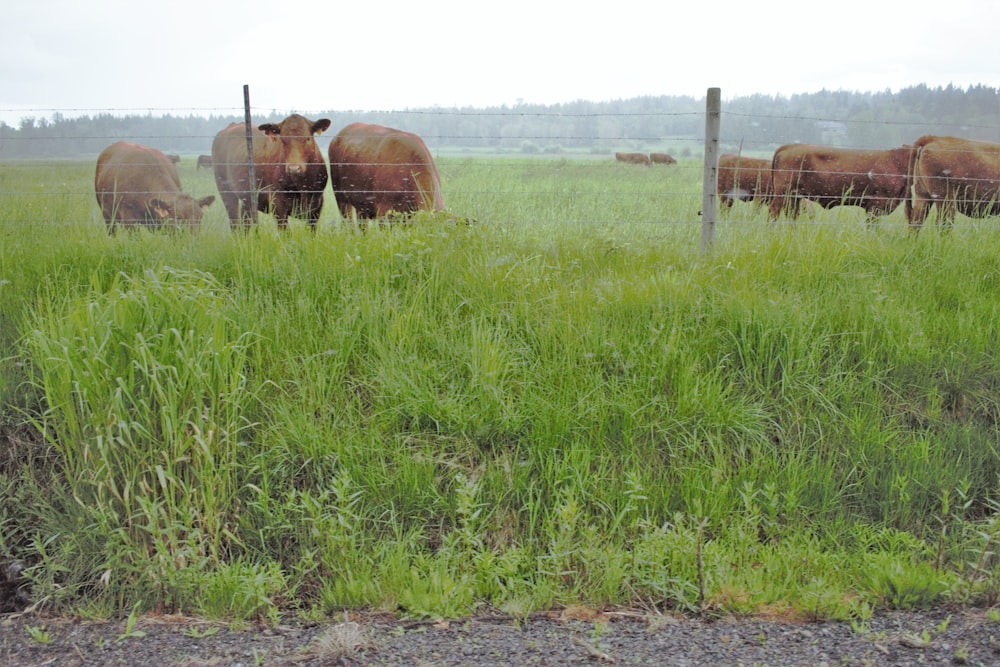 a herd of cattle grazing on a lush green field