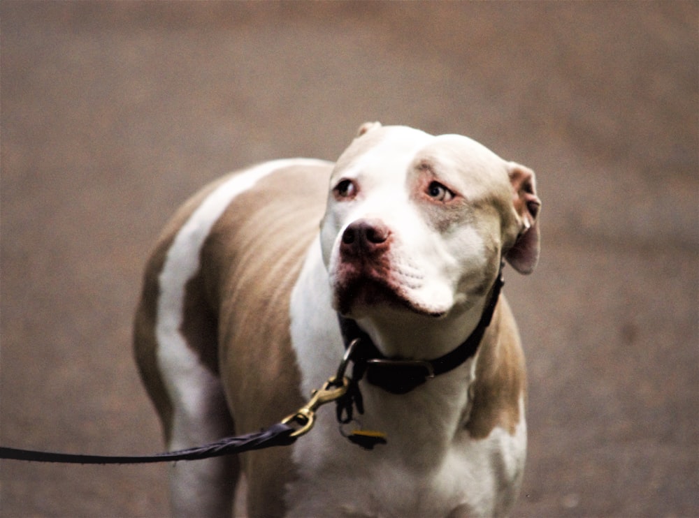 a brown and white dog on a leash