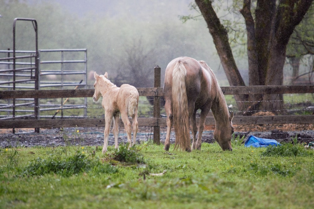 a couple of horses standing on top of a lush green field