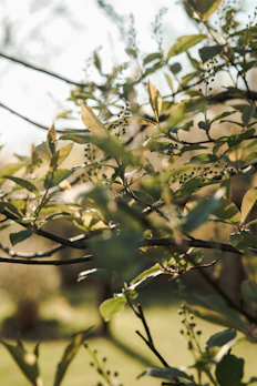Soft sunlight filtering through eucalyptus branches casting gentle shadows.