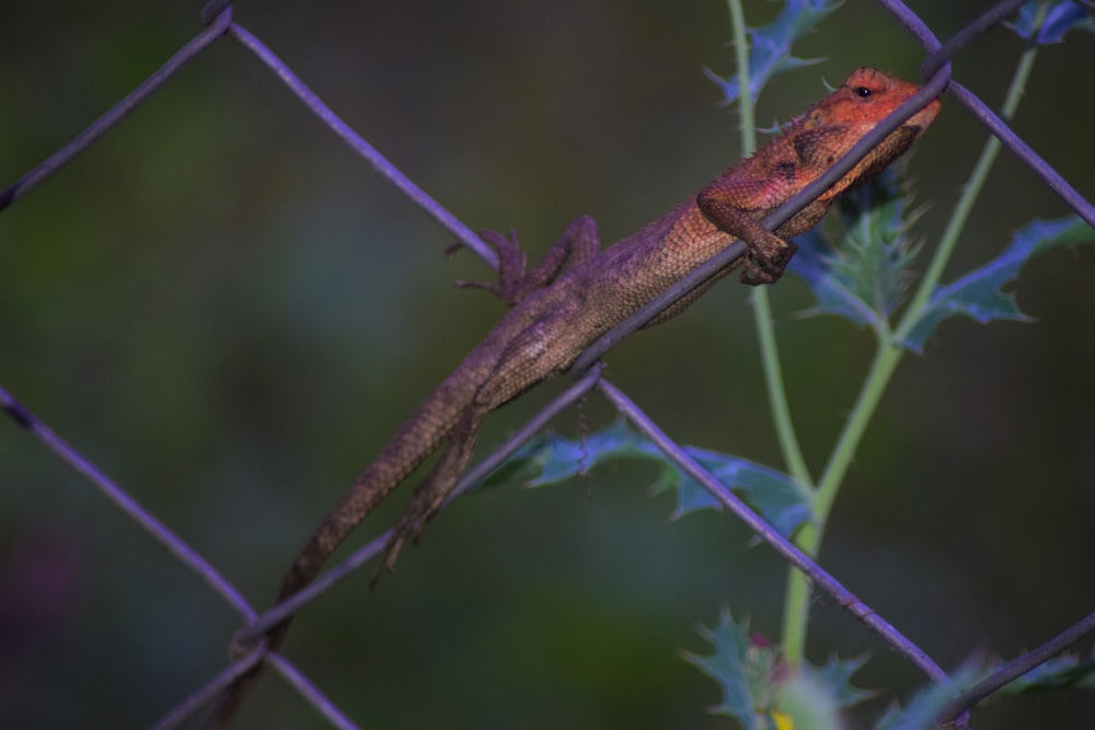 a lizard is sitting on a wire fence