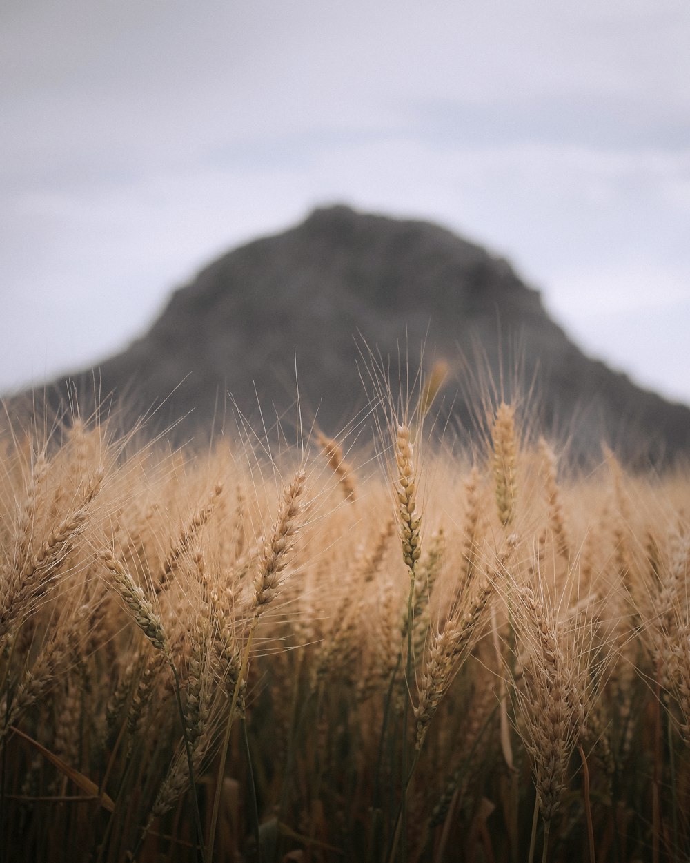 a field of wheat with a mountain in the background