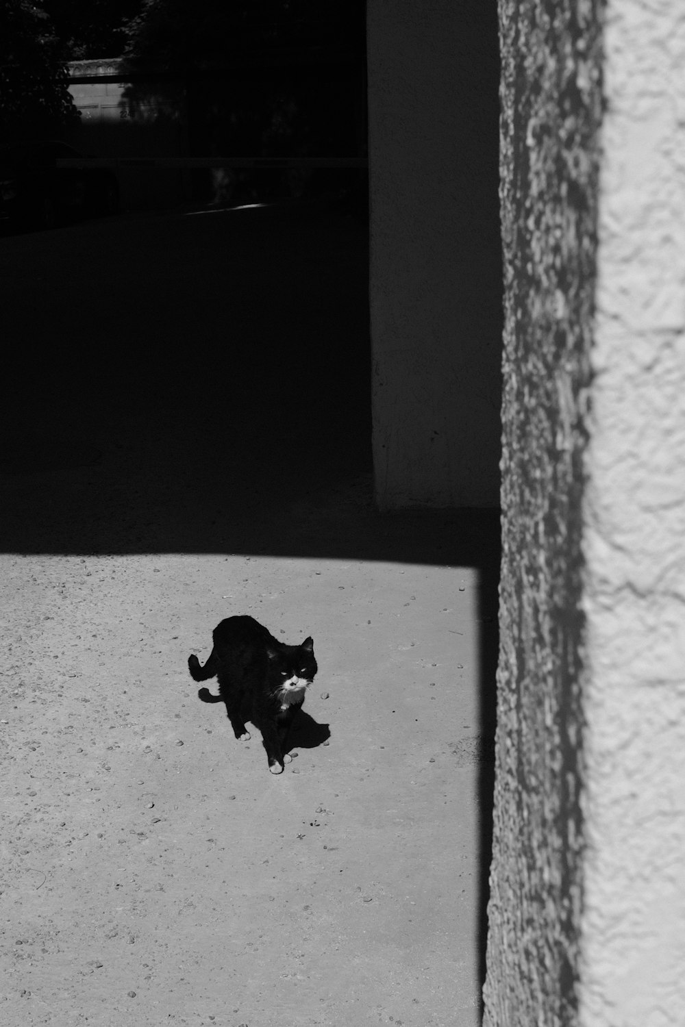 a black and white photo of a cat on the ground