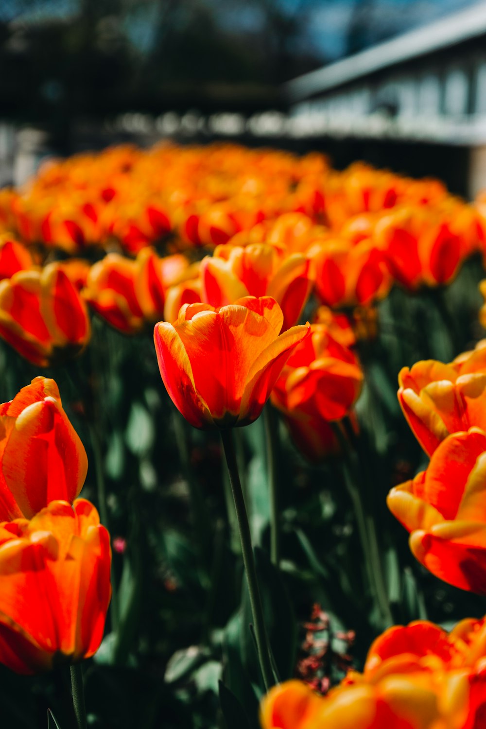 a field full of orange and yellow flowers