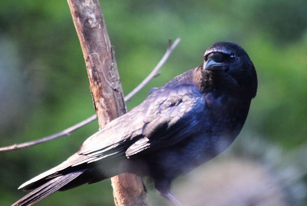 a black bird sitting on a tree branch