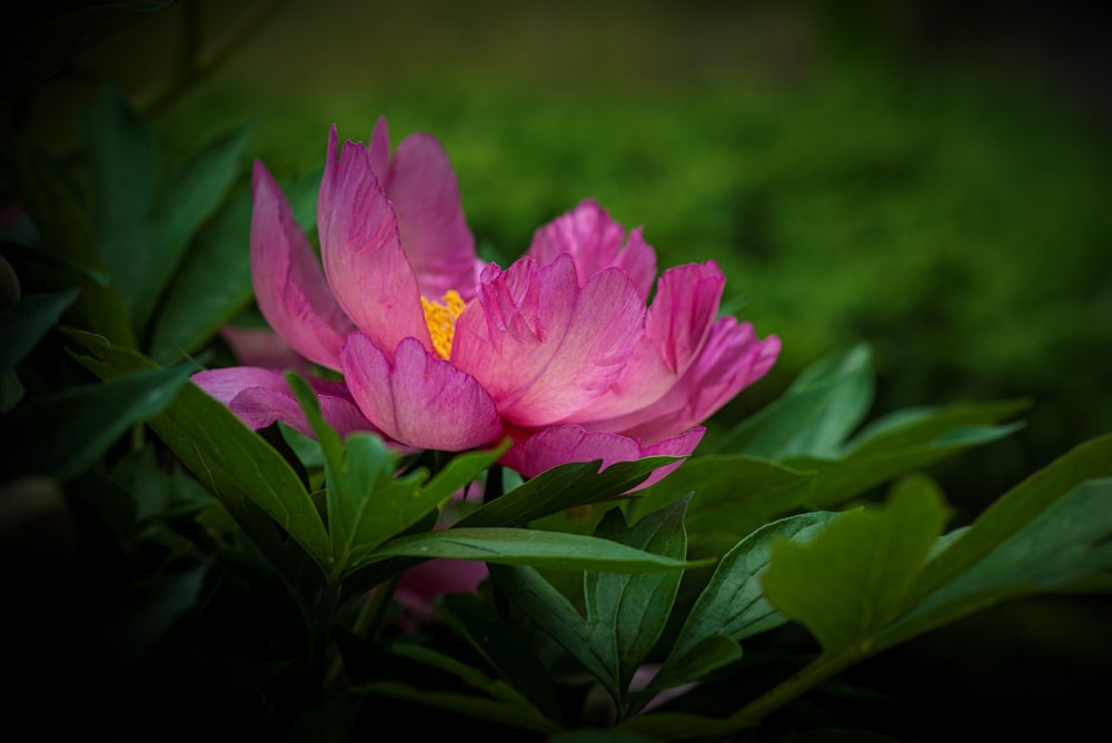 a close up of a pink flower with green leaves