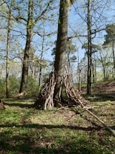 Children crafting art from leaves and twigs in a sunlit forest clearing.
