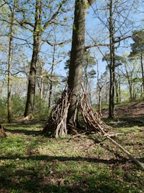 Children crafting art from leaves and twigs in a sunlit forest clearing.