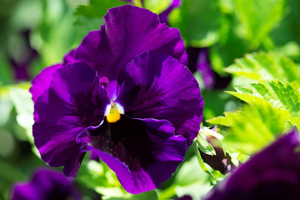 a close up of a purple flower with green leaves