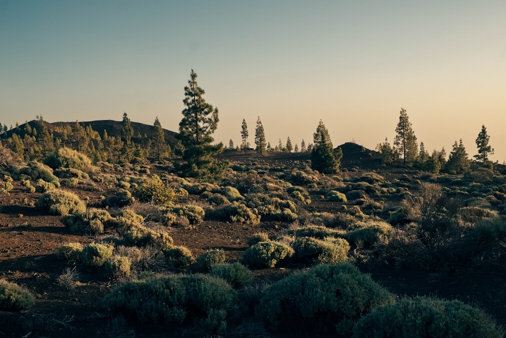 a field with trees and bushes in the background