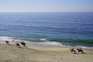 a group of people riding horses along the beach