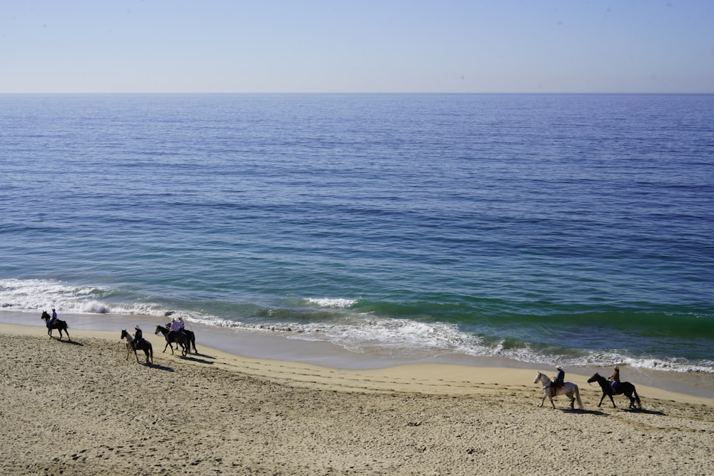 a group of people riding horses along the beach