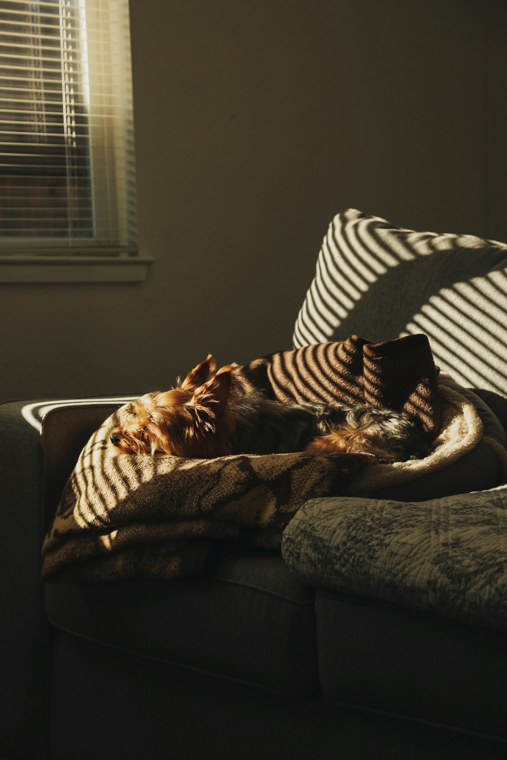 a dog laying on a couch with a blanket on it