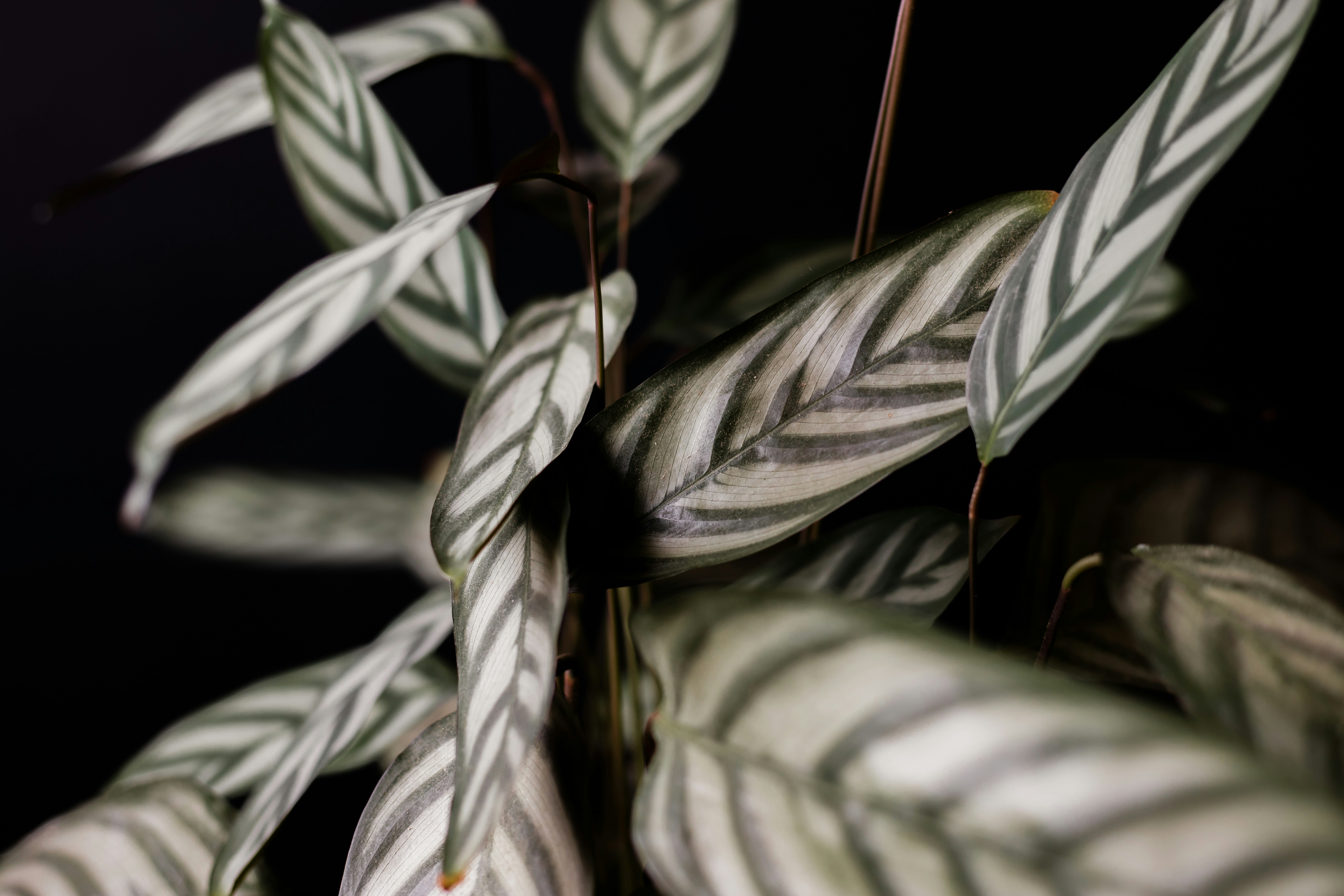 Photo by jovanvasiljevic