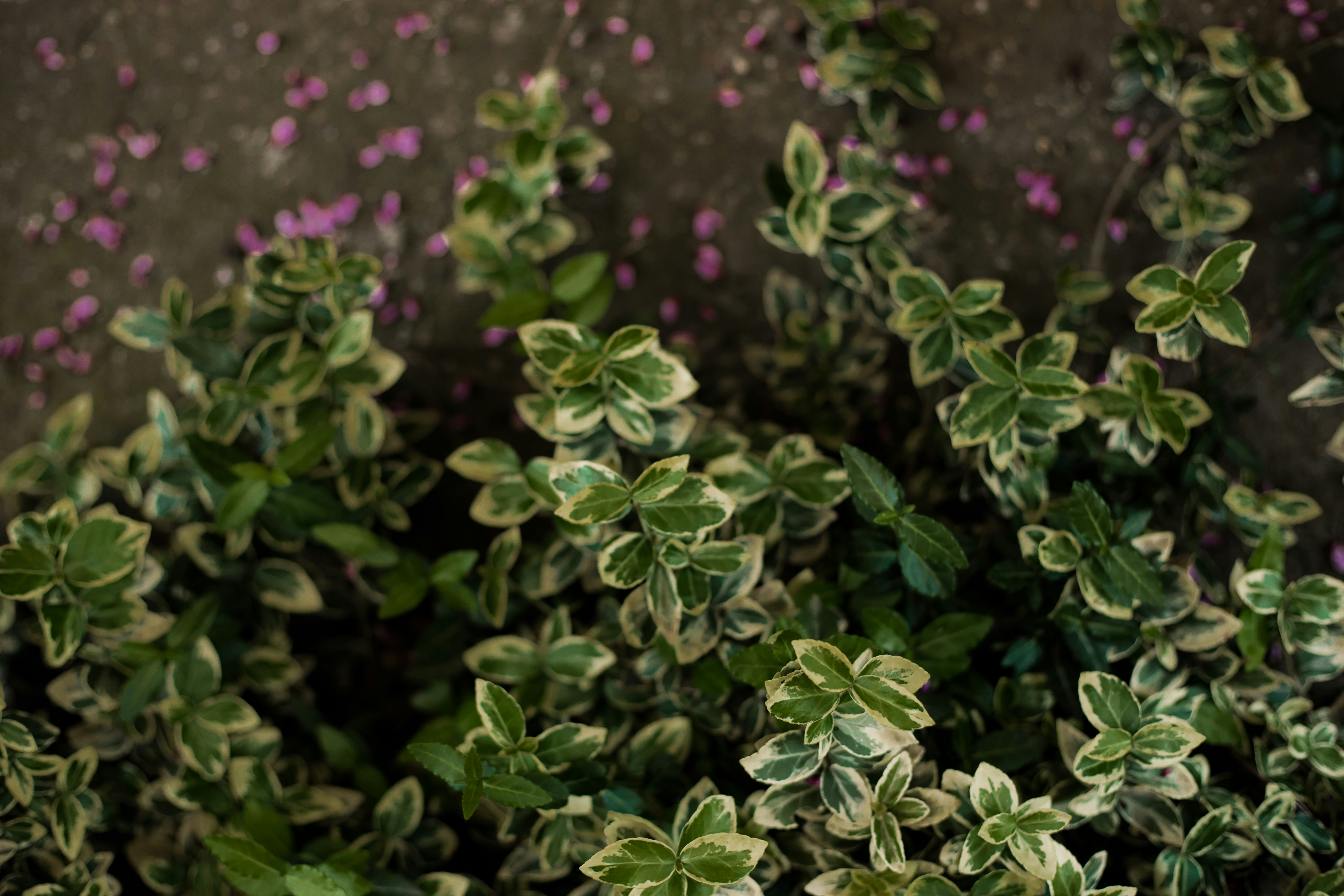 Photo by jovanvasiljevic