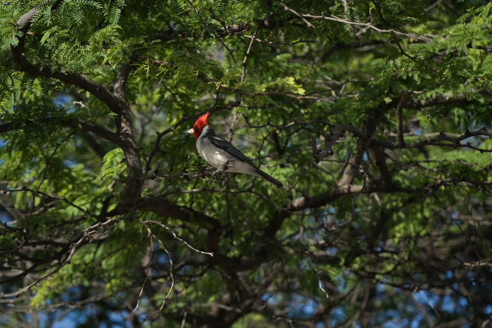 a bird perched on a tree branch with a blue sky in the background