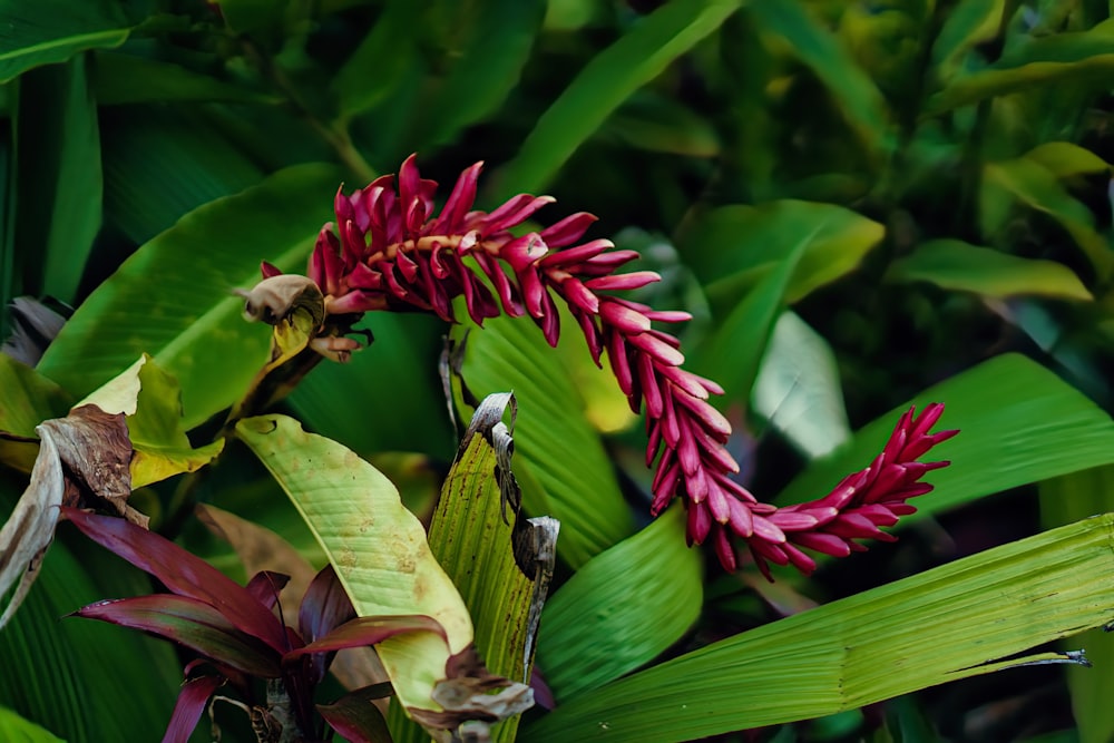 a close up of a plant with red flowers