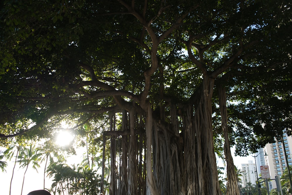 a large banyan tree in a city park