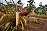A large pineapple plant with a prominent red pineapple fruit is surrounded by long, spiky, green and brown leaves. The scene includes a few people in the background near a building and a path, amidst a setting with palm trees and signs.