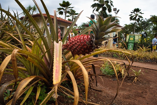 A large pineapple plant with a prominent red pineapple fruit is surrounded by long, spiky, green and brown leaves. The scene includes a few people in the background near a building and a path, amidst a setting with palm trees and signs.