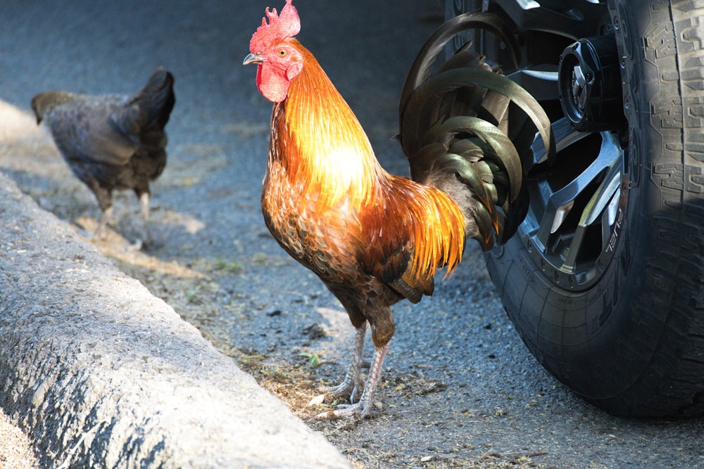 a rooster is standing next to a car tire