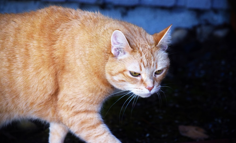 a close up of a cat walking on the ground