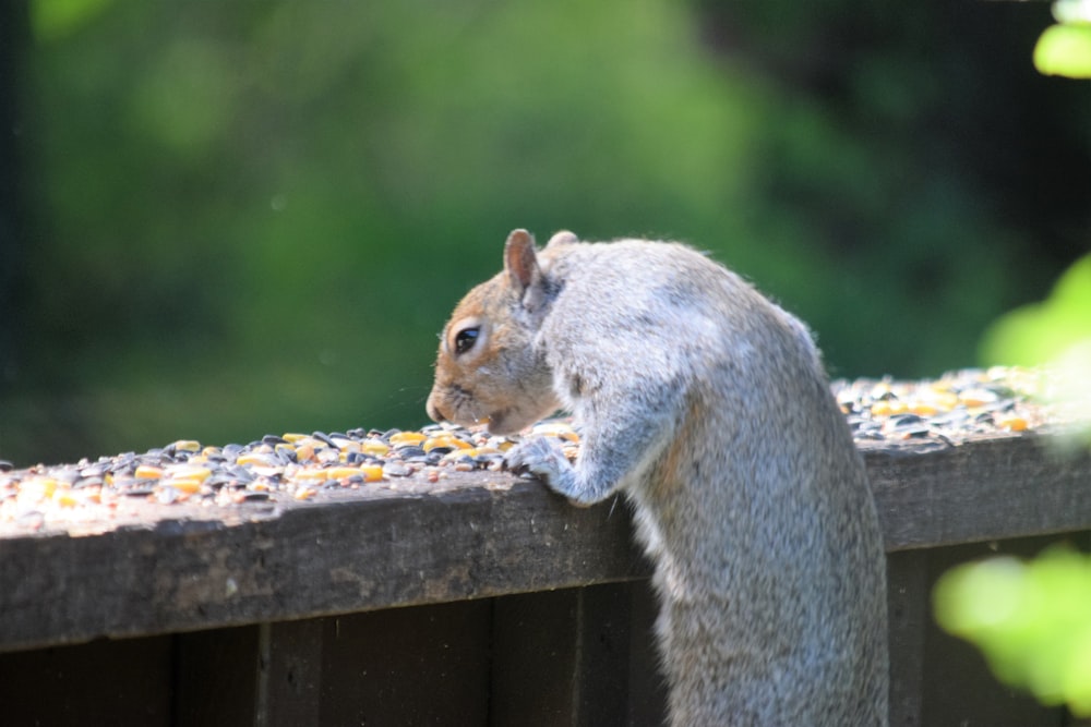 a squirrel is eating corn from a bin