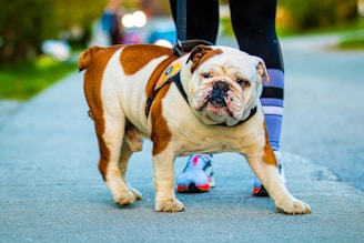 a person walking a dog on a leash